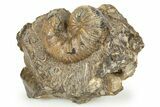 Cretaceous Fossil Heteromorph (Scaphites) Ammonite - Utah #266724-1